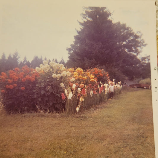 Embracing the Legacy: Growing Dahlias Inspired by My Great Uncle's George Passion