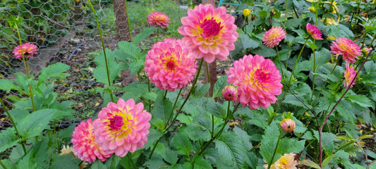 The Vibrant Splendor of Dahlias: Growing Tips and Joys in the PNW